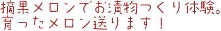 摘果メロンでお漬物つくり体験。育ったメロン送ります！